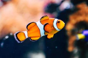 2026年世界杯即将在洛杉矶举办,全球球迷的期待与关注2026年世界杯在哪个城市举行